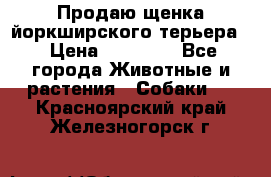 Продаю щенка йоркширского терьера  › Цена ­ 20 000 - Все города Животные и растения » Собаки   . Красноярский край,Железногорск г.